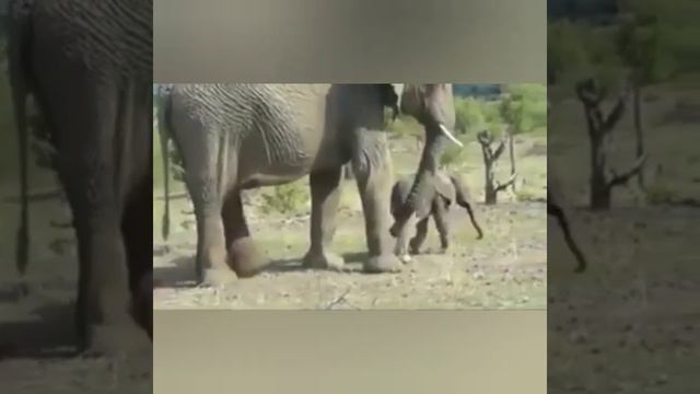 Час после рождения ? Hour after birth. смотреть онлайн