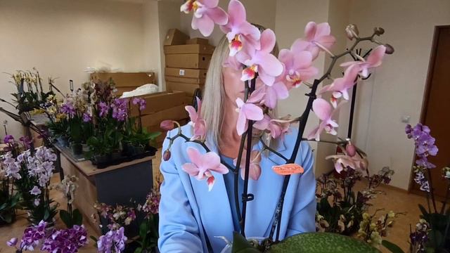 Новая поставка орхидей. Проорхидеи. Бабочки, пелорики,новые сорта.mp4 смотреть онлайн