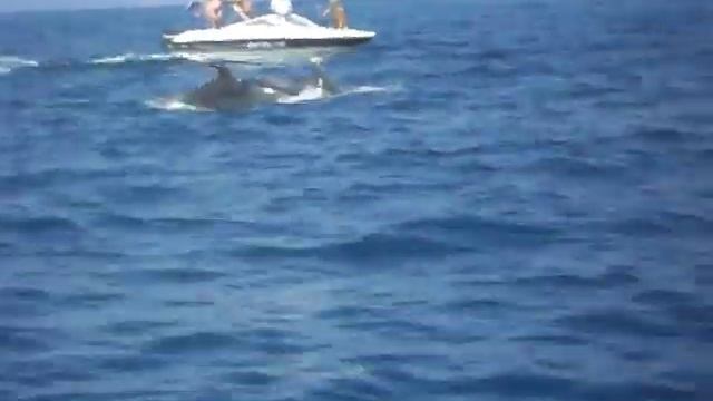 Dolphins Off The Coast Of Novi-Vinodolski