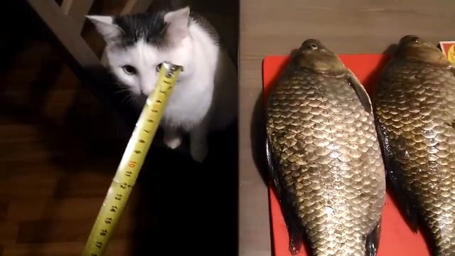 Караси по килоГраму смотреть онлайн