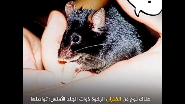 الفرق بين لغة الحيوانات ولغة الإنسان !! смотреть онлайн