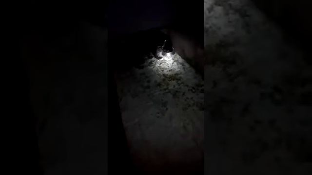 Еда и пёс смотреть онлайн