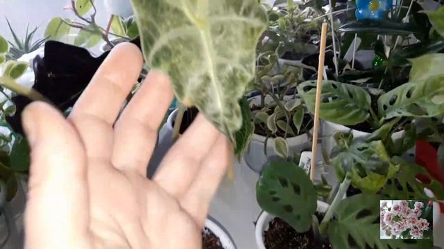 КОМНАТНЫЕ ЦВЕТЫ.ИЗМЕНЕНИЯ,МАЛЕНЬКИЕ РАДОСТИ. смотреть онлайн