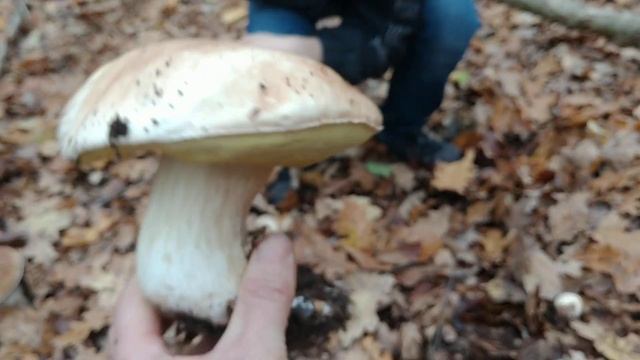 ноябрьские белые грибы боровики, слов нет одни эмоции!