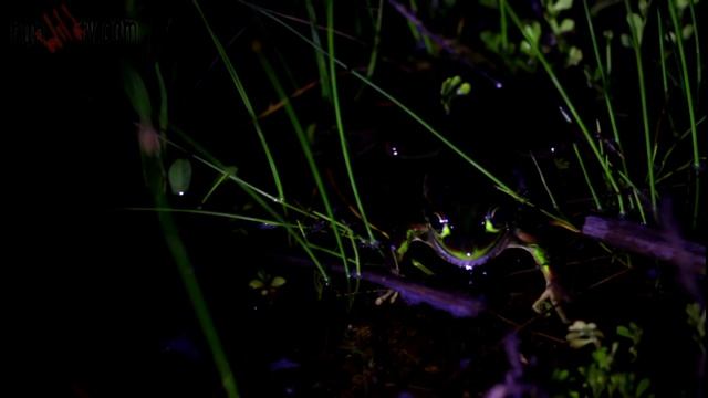 Litoria aurea - the green and golden bell frog смотреть онлайн