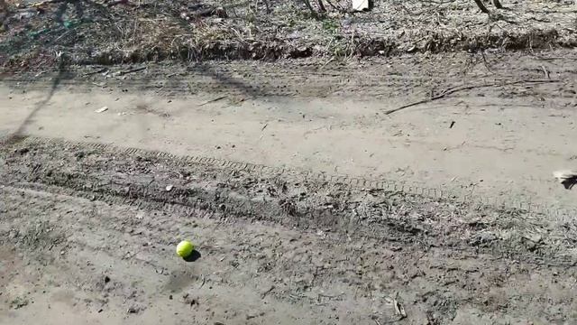 Собака Барабака по кличке Прибой смотреть онлайн