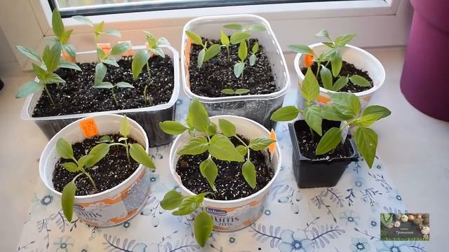 Вырастить сладкий перец просто! Посев и пикировка.Сезон  2020.