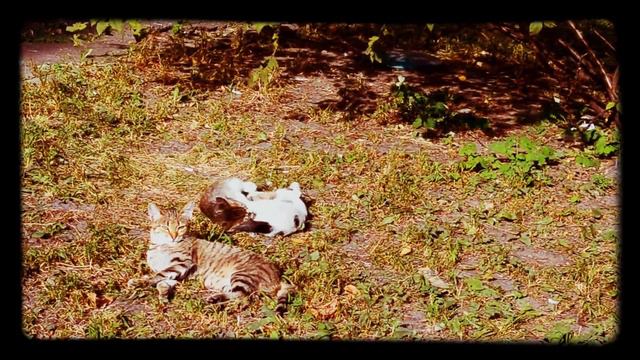 Кошка И Котята Играют Во Дворе. Кошачьи Резвятся И Загорают смотреть онлайн