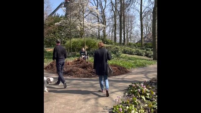 KEUKENHOF 2021 IN COVID TIMES TULIP GARDEN NL #amsterdam #keukenhof #tulipgarden #netherlands
