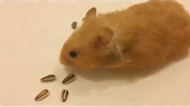A rich insight mouse mind смотреть онлайн