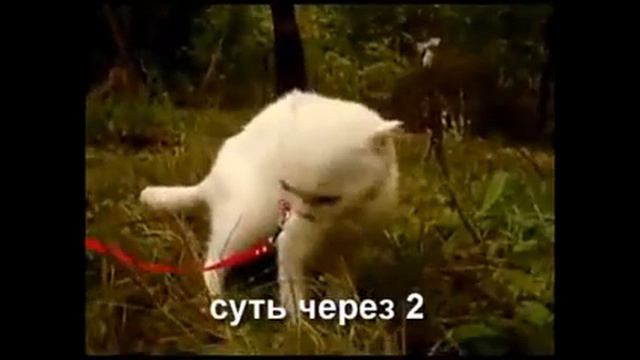 Взгляд кот)) смотреть онлайн