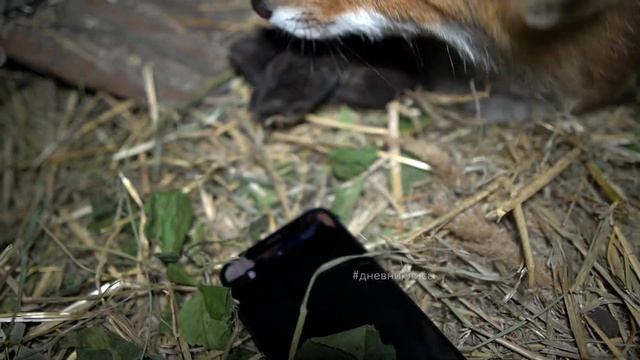 ДНЕВНИК ЛИСЫ. Клубничка? Нет, не видели ? смотреть онлайн