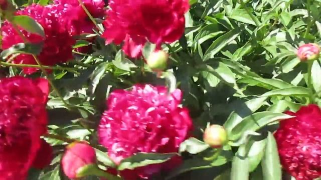 Неприхотливые многолетники.19.06.2019 смотреть онлайн