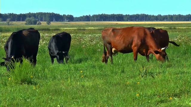 Жизнь и звук знакомых домашних животных: корова МУ / Мычание коровы / Говорящие коровы