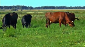 Жизнь и звук знакомых домашних животных: корова МУ / Мычание коровы / Говорящие коровы