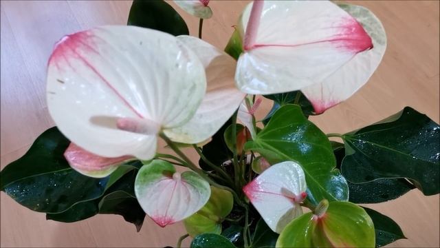 Антуриум Мистик (Andreanum Mystique), видео обзор