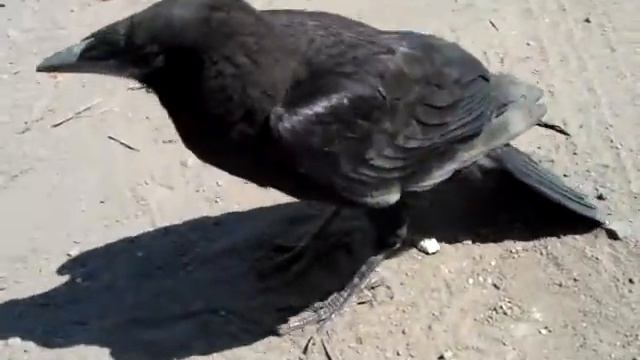 Птенец грача смотреть онлайн