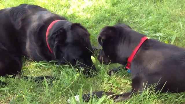 Black Dog Panting Party смотреть онлайн
