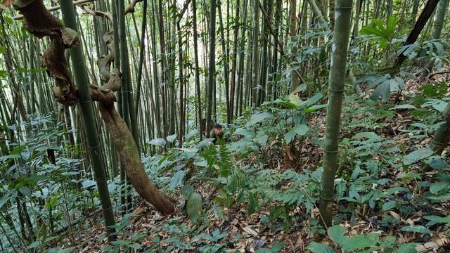 detect wild boar, attack people, find food in the forest, survival instinct смотреть онлайн