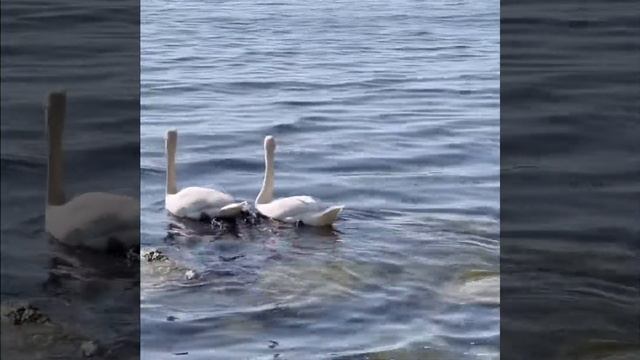 «Прости мне этот детский каприз» Патрисия Карли смотреть онлайн