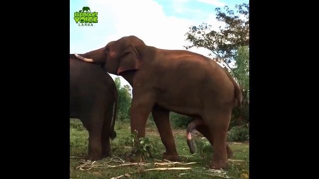 Domesticated tame elephant mating & breeding смотреть онлайн