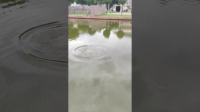 Сочи,рыбалка на территории отеля,сказали клюют только караси,а тут приятный бонус смотреть онлайн