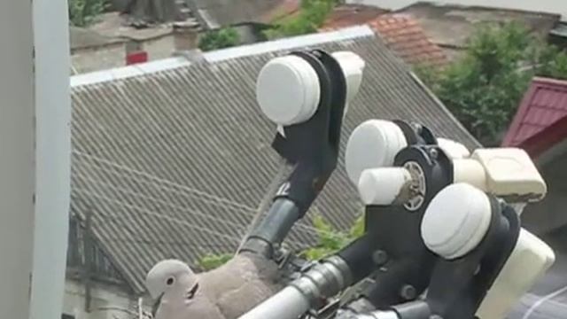 Горлицы. Кормим птенцов смотреть онлайн