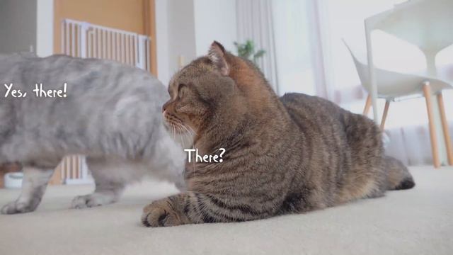 LuLu Will Go Anywhere For Pizza! | Kittisaurus