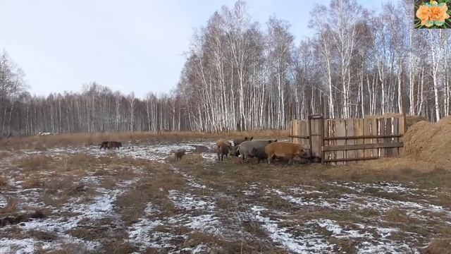 База отдыха Красный Яр смотреть онлайн