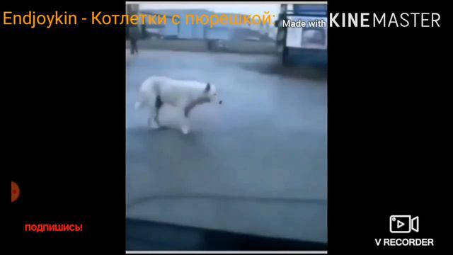 Флекс Собак Подходит Под Любую Песню смотреть онлайн