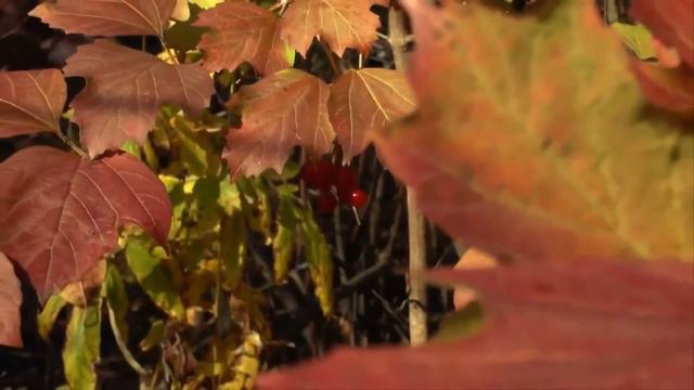 Просто приятная музыка. Видео зарисовка - Осень. смотреть онлайн