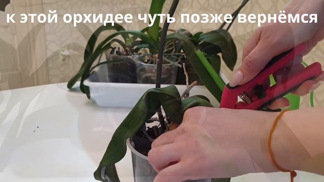 СПАСЕНИЕ орхидей с СУХИМИ корнями || Отдали пакет орхидей без ТУРГОРА и орхидею без корней смотреть онлайн
