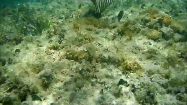 Snorkeling Cuba Jibacoa 2015, Nikon Coolpix AW130 смотреть онлайн