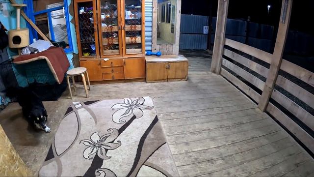 Пришел в себя после потасовки собак в банде. Питбуль Спайк успокаивает меня. смотреть онлайн