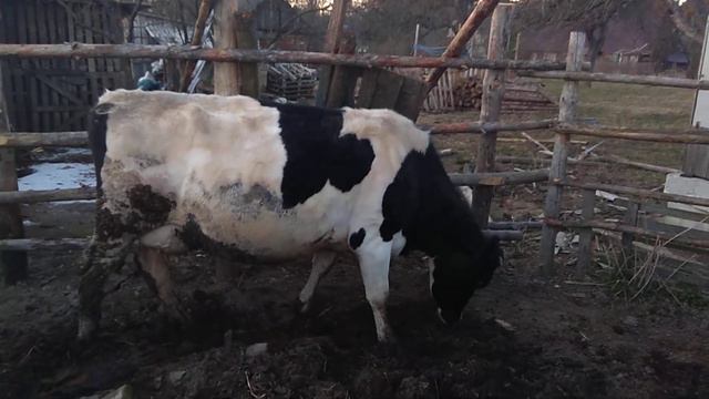 Как ведёт себя корова во время охоты/ успеваю выскочить за калитку смотреть онлайн