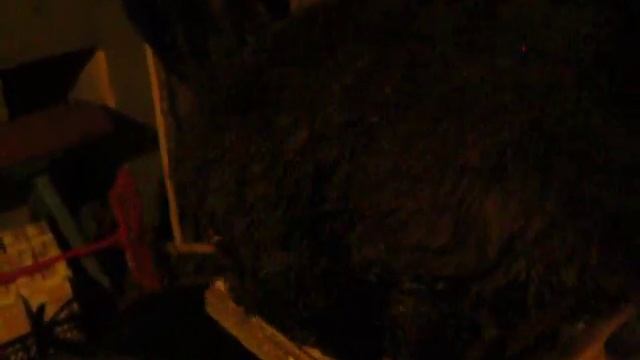 Мотя вернулся домой, после недельного загула! Кастрированный кот, где его носит, никто не знает! смотреть онлайн