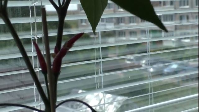 Острые перцы: Медуза, Бабье лето и Аладдин смотреть онлайн