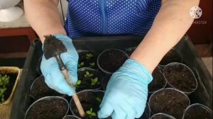 Пикируем красавицу Немезию букетным способом.