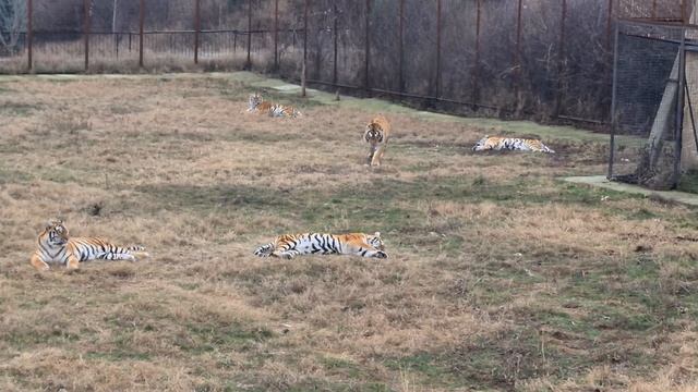 Черная пантера и ее грозные соседи! Тайган смотреть онлайн