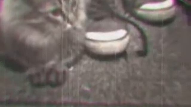 Что происходит дома? смотреть онлайн