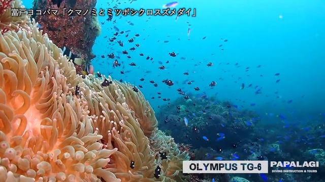 【OLYMPUS TG-6で撮る30秒水中世界】クマノミとミツボシクロスズメダイ