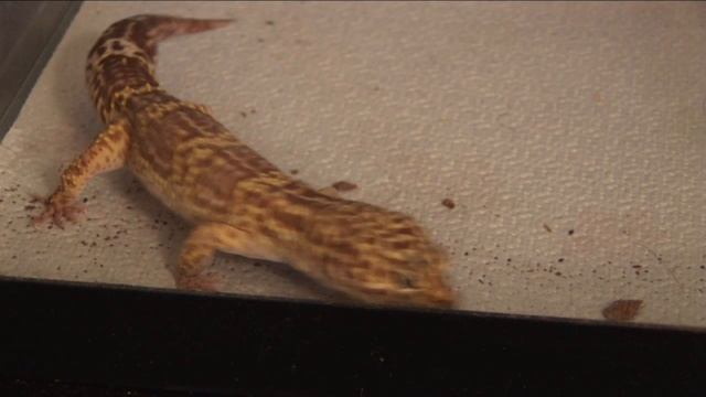 h264 test смотреть онлайн