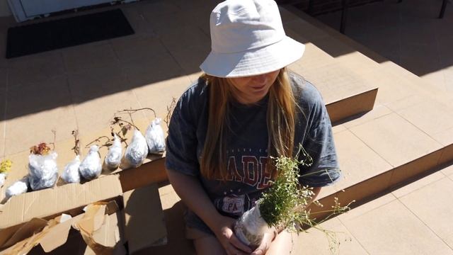 Девичий виноград Вичи триостренный Как украсить стену? Растение Скалолаз Лучший обзор Партеноци смотреть онлайн