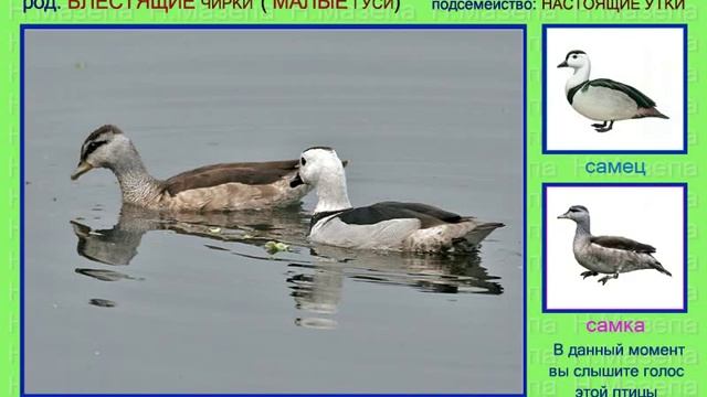 Чирок. Часть 2. Голоса птиц смотреть онлайн