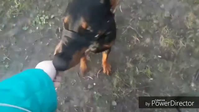 Как повысить иммунитет у собаки?