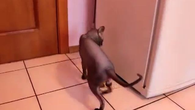 Кот Сфинкс разговаривает - смешное видео, приколы, смотреть онлайн смотреть онлайн