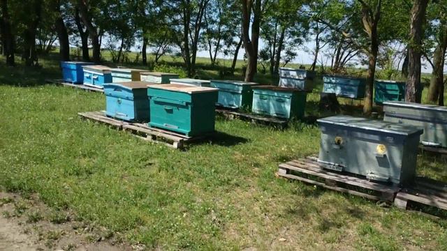 Работа пчел на Акации. Зацвела Акация смотреть онлайн