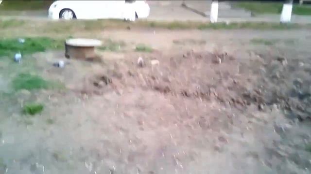 В Новокузнецке массово отравили голубей 10 мая 2019 г смотреть онлайн