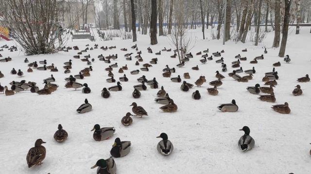 Дикие утки зимуют в городе (январь 2021 года) смотреть онлайн