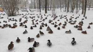 Дикие утки зимуют в городе (январь 2021 года)